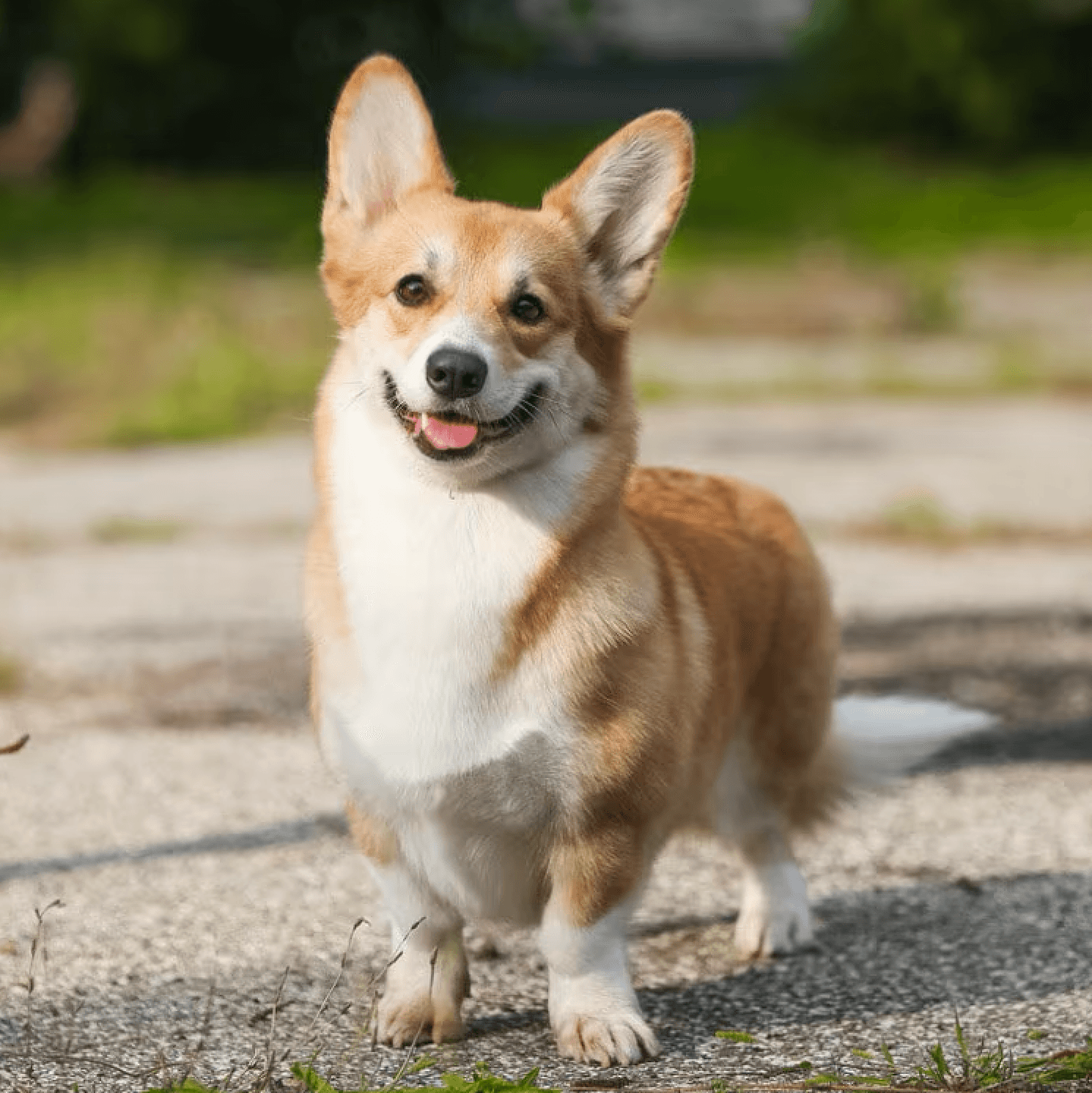 Original photo of a dog